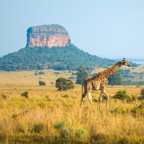 Südafrika Mapungubwe Nationalpark Giraffe