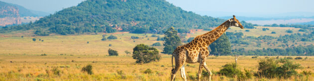 Südafrika Mapungubwe Nationalpark Giraffe Panorama