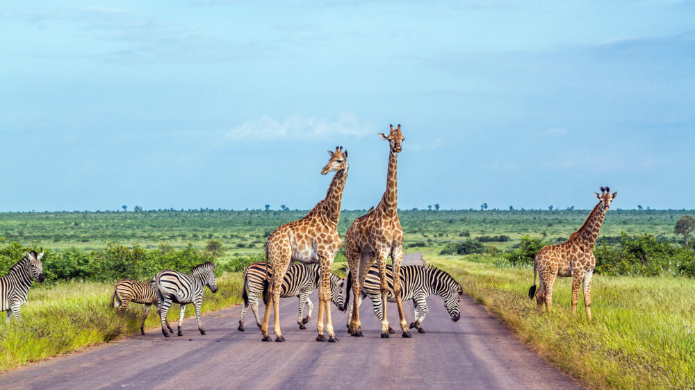 Südafrika Mapungubwe Nationalpark Tiere
