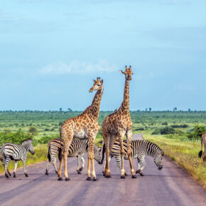 Die Top 12 der eindrucksvollsten Nationalparks in Südafrika