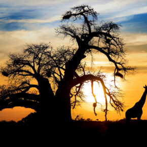 Südafrika Sonnenuntergang Giraffen