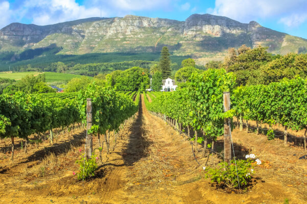 Südafrika Stellenbosch Winelands