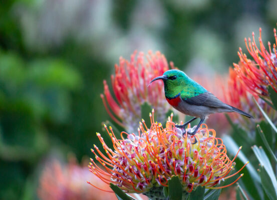 Südafrika Vogel Kirstenbosch