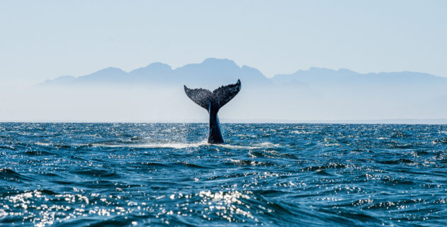 Südafrika Whale Watching Wal