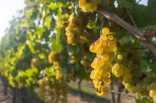 Deutschland Franken Weinberge