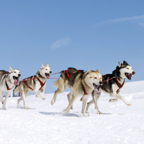 Huskysafari in Lappland: 5 Tage inkl. Flug, Transfer, Hotels & Frühstück für 999€ Huskysafari in Lappland: 5 Tage inkl. Flug, Transfer, Hotels & Frühstück für 999€