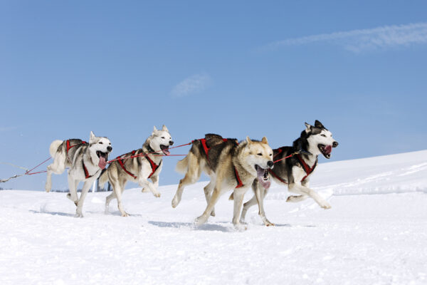 Husky Hunde rennen