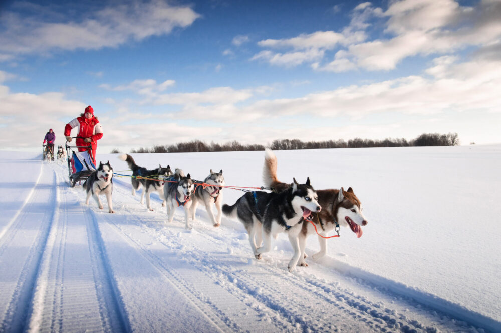 Husky Hunde Schlitten