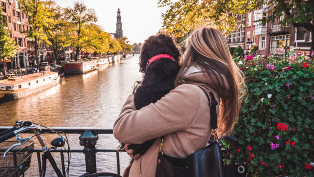 Niederlande Amsterdam Hund