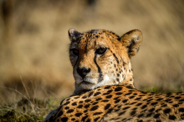 Niederlande Freizeitpark Beekse Bergen