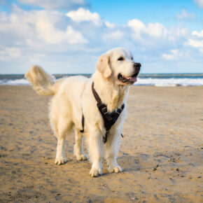 Niederlande Hund Scheveningen Strand