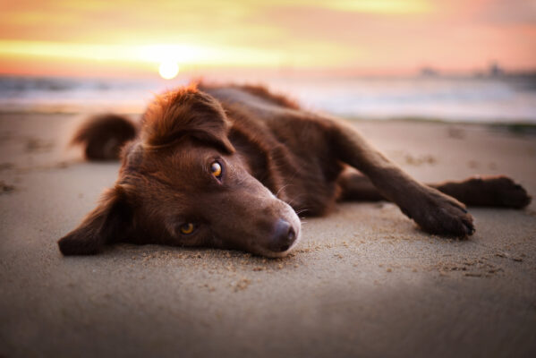 Niederlande Hund Strand