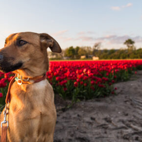 Reiseguide für Holland mit Hund: Tipps, Hundestrände & Ferienhäuser