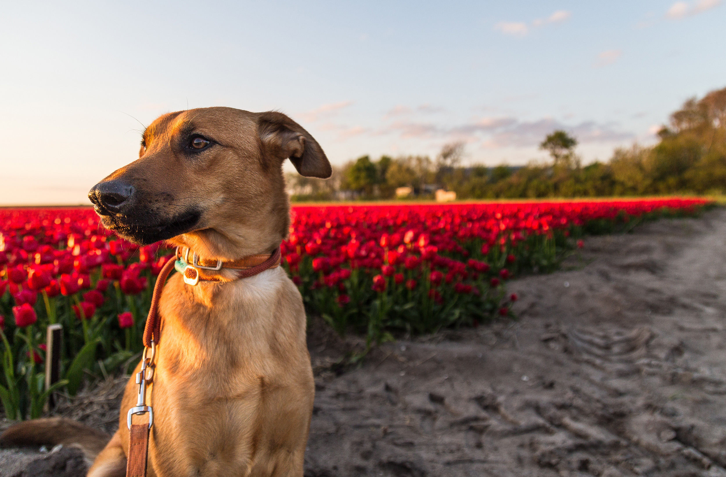 Urlaub Mit Hund Holland Zeeland