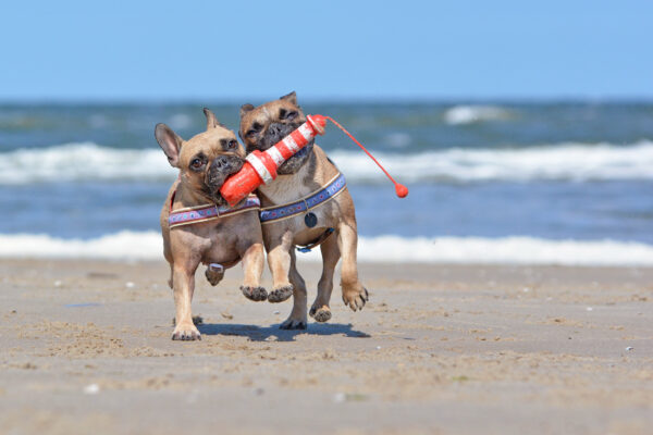 Niederlande Texel Hunde