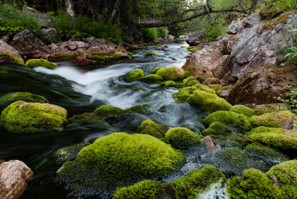 Die Top 12 der besten Nationalparks in Schweden - Urlaubstracker.de