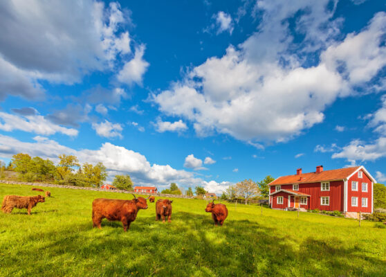 Schweden Smaland Wiese