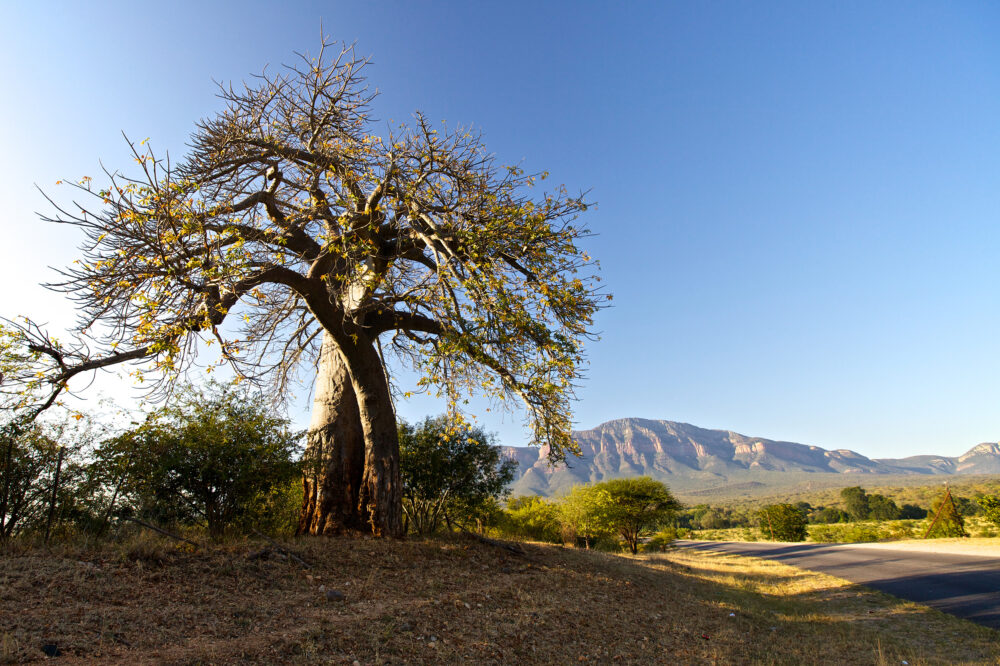Südafrika Baobab Baum