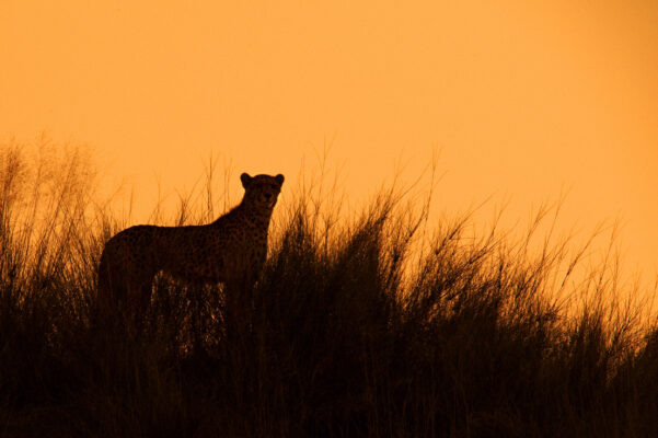 Südafrika Cheetah Gepard