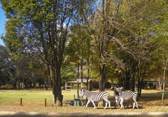 Südafrika Pretoria Groenkloof Nature Reserve