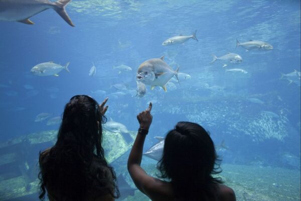 Südafrika Ushaka Marine World