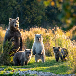 Alaska Braunbären