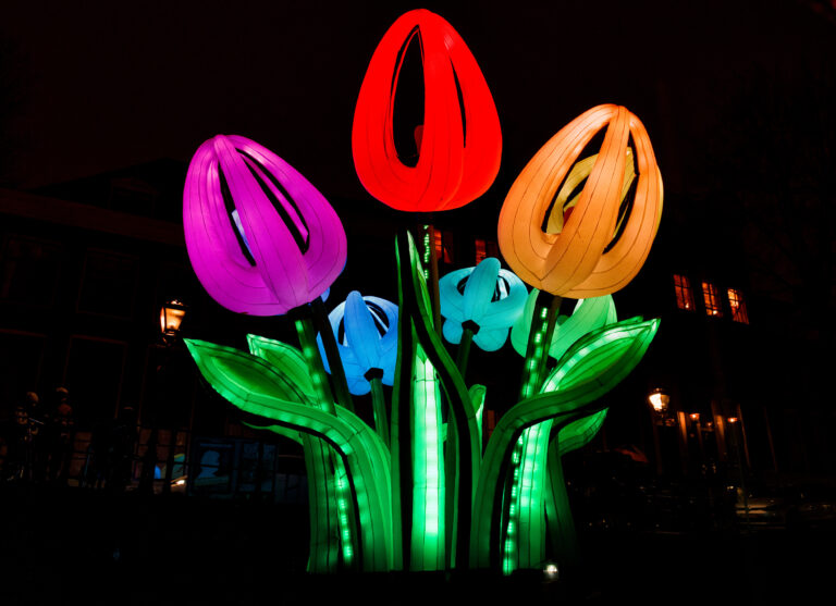Niederlande Amsterdam Festival of Lights Tulpen