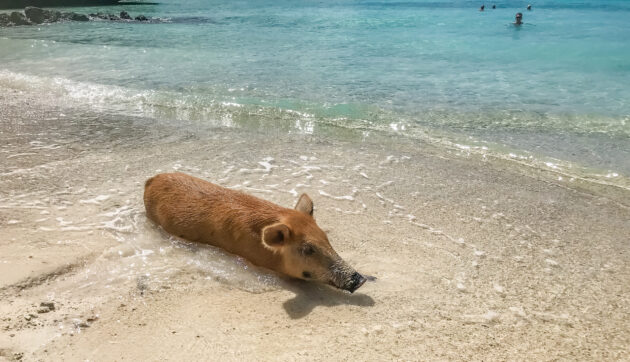 Curacao Porto Mari Schwein
