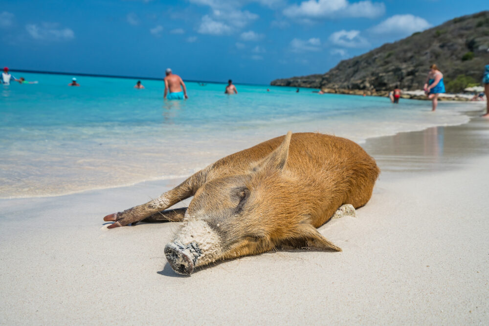 Curacao Porto Mari Schwein liegend
