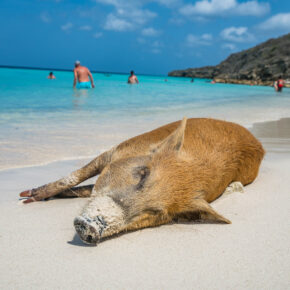 Curacao Porto Mari Schwein liegend