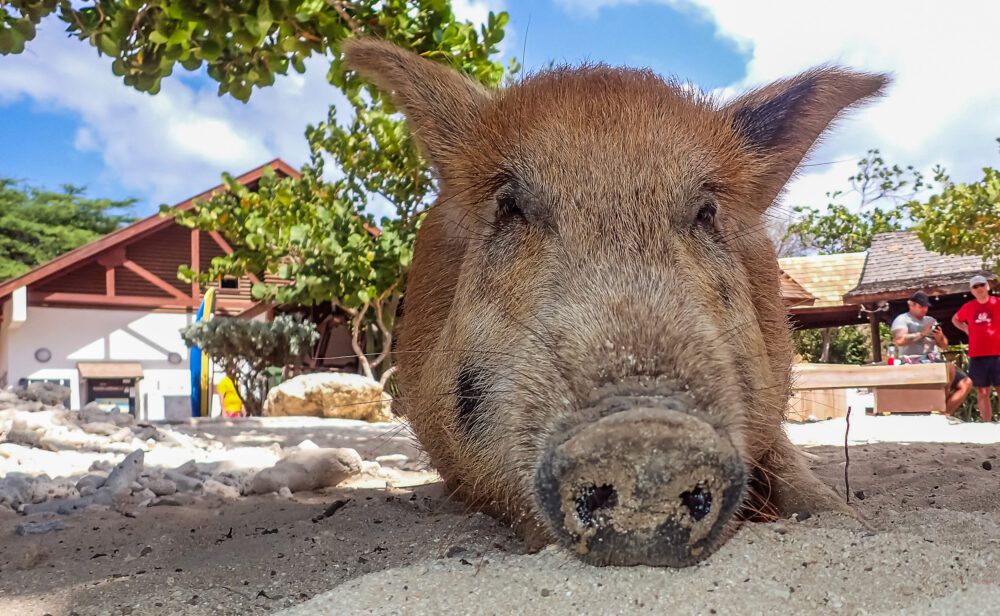 Curacao Porto Mari Schweinchen