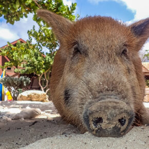 Tierisches Highlight auf Curaçao: Hier könnt Ihr mit süßen Schweinchen in der Sonne relaxen