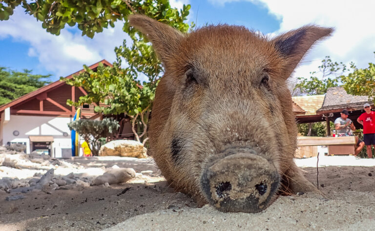 Tierisches Highlight auf Curaçao: Hier könnt Ihr mit süßen Schweinchen in der Sonne relaxen