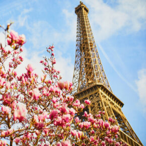 Frankreich Paris Eiffelturm Magnolie