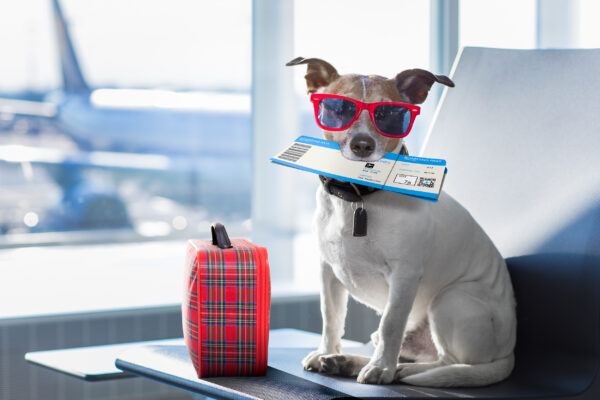 mit Hund: der Airlines, Kosten &