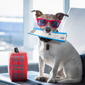 Fliegen mit Hund: Tipps & Preise der Airlines auf einen Blick Fliegen mit Hund: Tipps & Preise der Airlines auf einen Blick