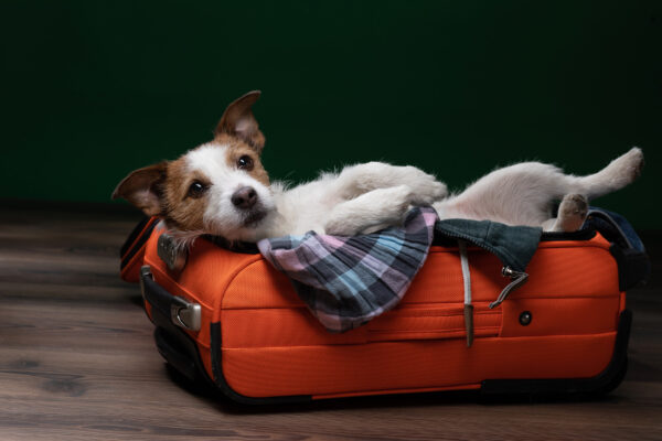 Koffer Hund Gepäck