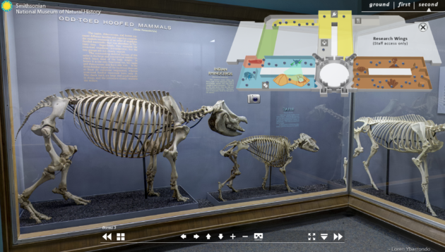Smithsonian Naturkunde Skelette
