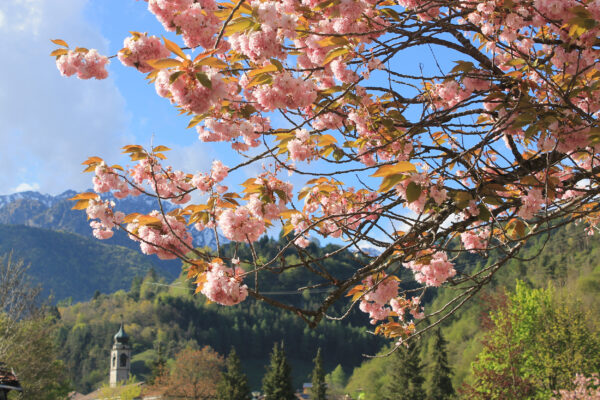 Deutschland Berchtesgaden Kirschblüten