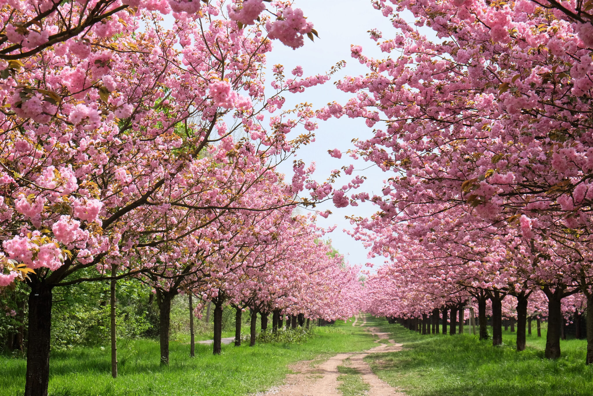 Kirschblüte in Deutschland 2025 Die 10 schönsten Orte
