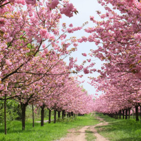 Deutschland Berlin Kirschblüte