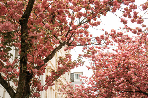 Kirschblüte Deutschland