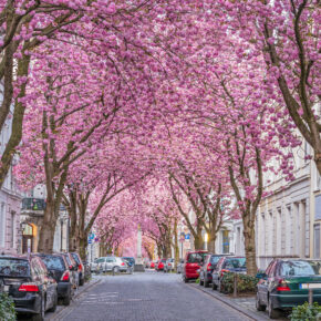 Zur Kirschblüte nach Bonn: 2 Tage übers Wochenende mit zentralem 4* Hotel nur 36€