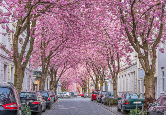 Deutschland Bonn Kirschblüte