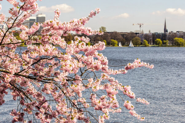 Deutschland Hamburg Kirschblüte