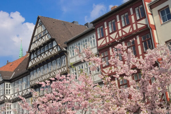 Deutschland Hannover Kirschblüte