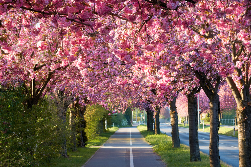 Deutschland Magdeburg Kirschblüte