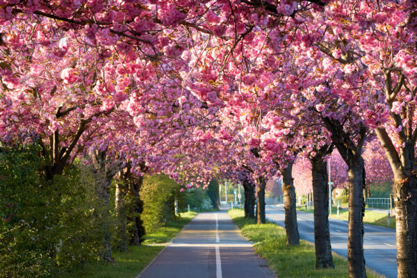 Deutschland Magdeburg Kirschblüte