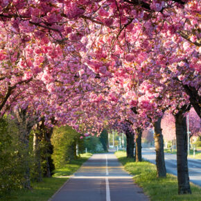 Kirschblüte in Deutschland: Top 10 der schönsten Orte für Hanami