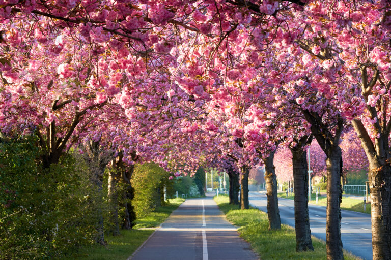 Kirschblüte in Deutschland: Top 10 der schönsten Orte für Hanami